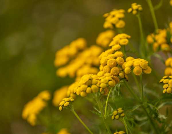 J'aime/J'aime pas : le jaune au jardin