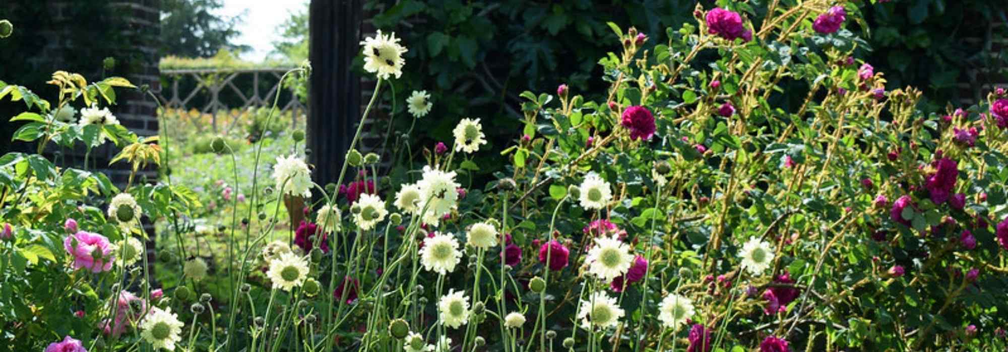 Les vivaces hautes : des géantes indispensables pour le jardin