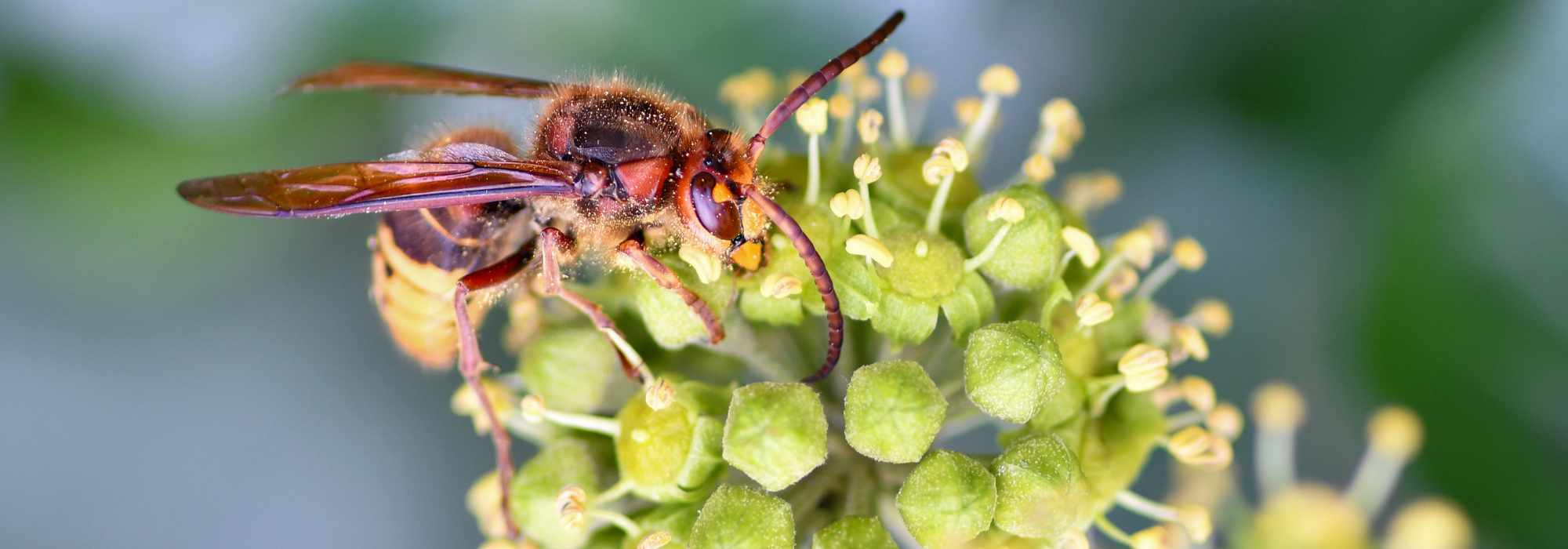 Frelons : ces plantes et fruits qui les attirent au jardin