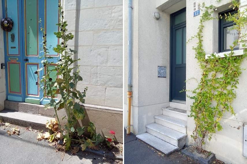 plantes micro jardin trottoir exemple