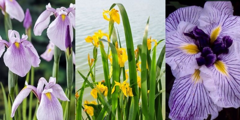 iris d eau