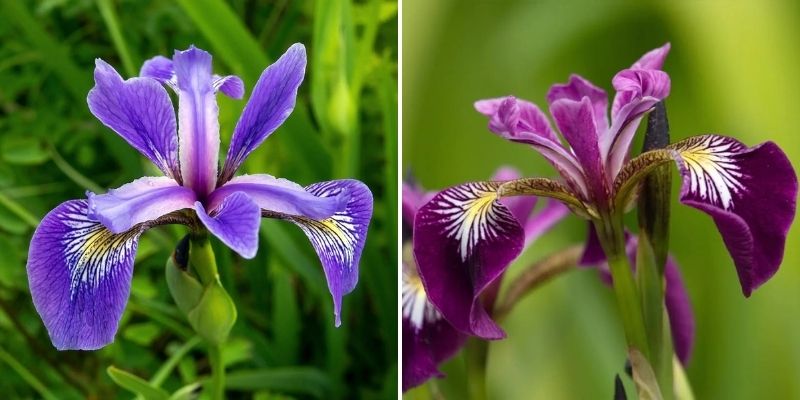 iris d eau pour bord bassin piece eau