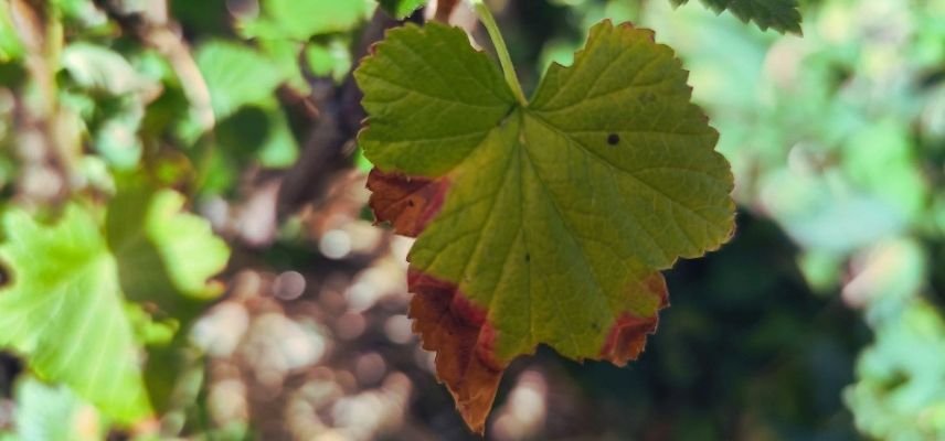 L'anthracnose sur une feuille de groseillier