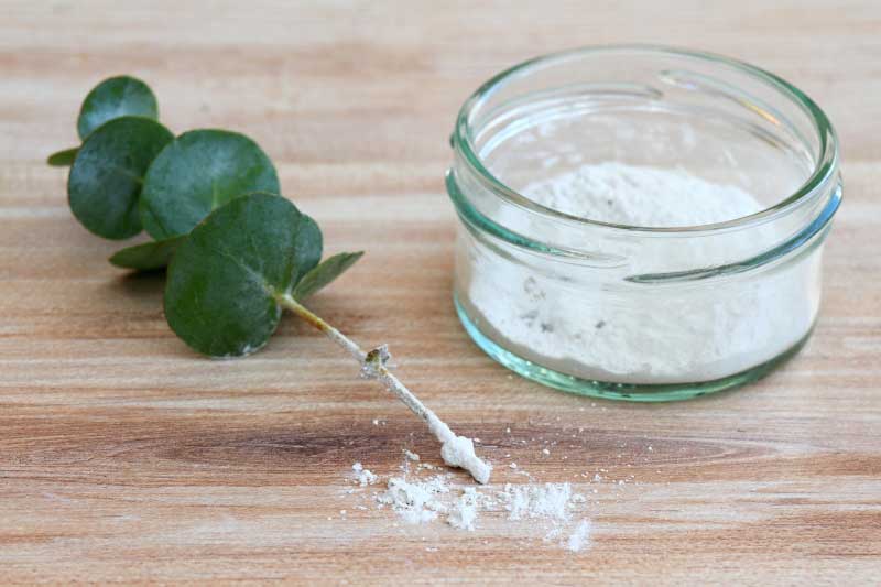 Comment bouturer l'Eucalyptus