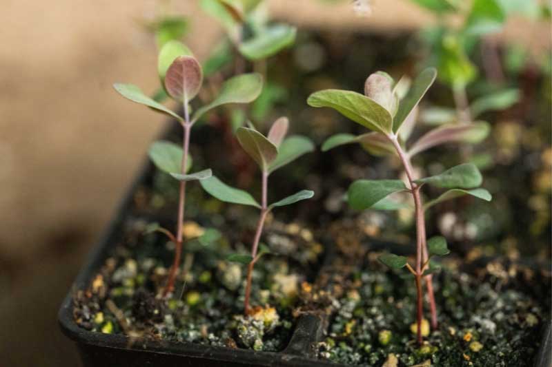 Comment semer l'Eucalyptus