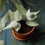 Comment multiplier l'Eucalyptus ?