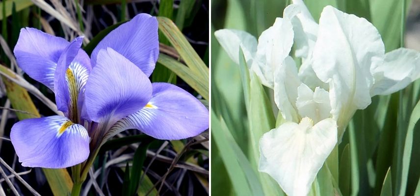 iris nains 