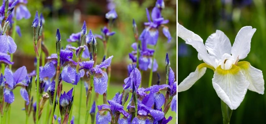 iris d eau pour bassin berge