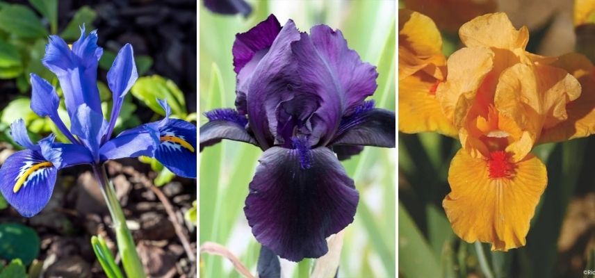 iris taille moyenne pour bordure
