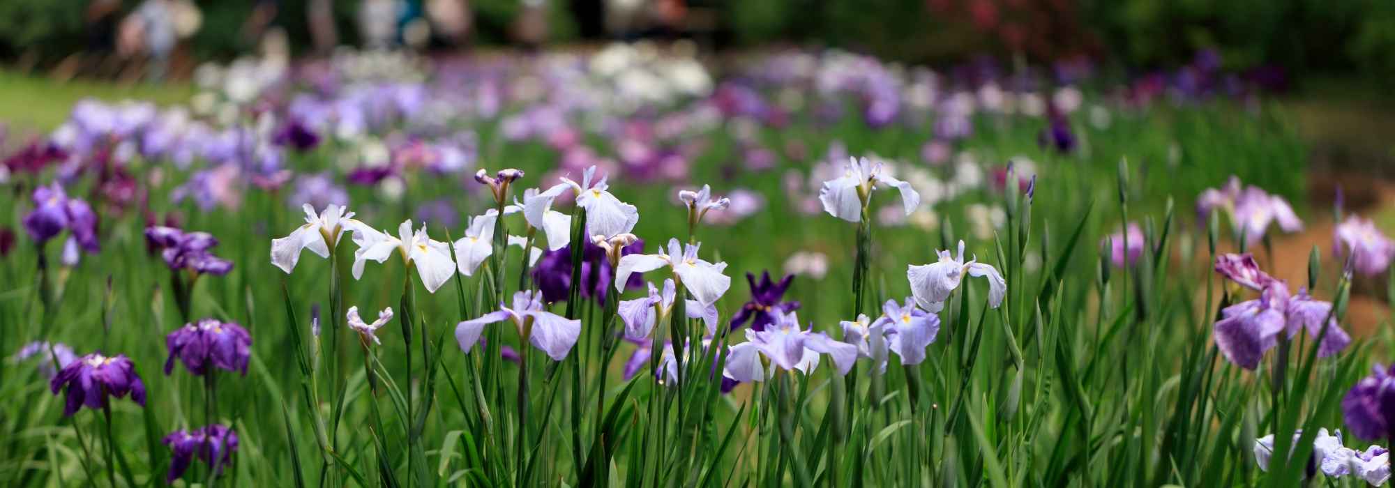 Iris en massif, en bord de bassin, à l’ombre… Mode d’emploi