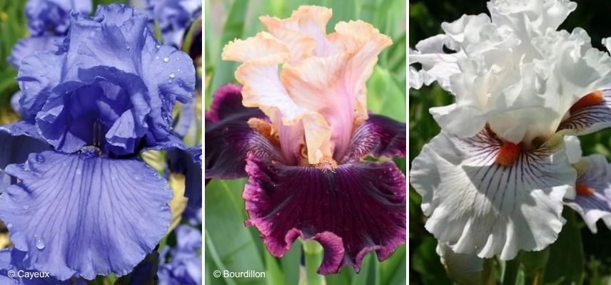 quel iris pour jardin monochrome