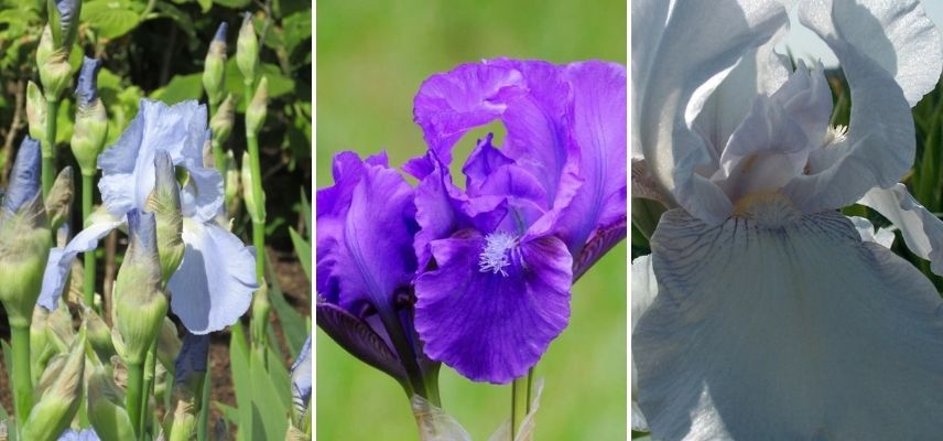 iris odorants