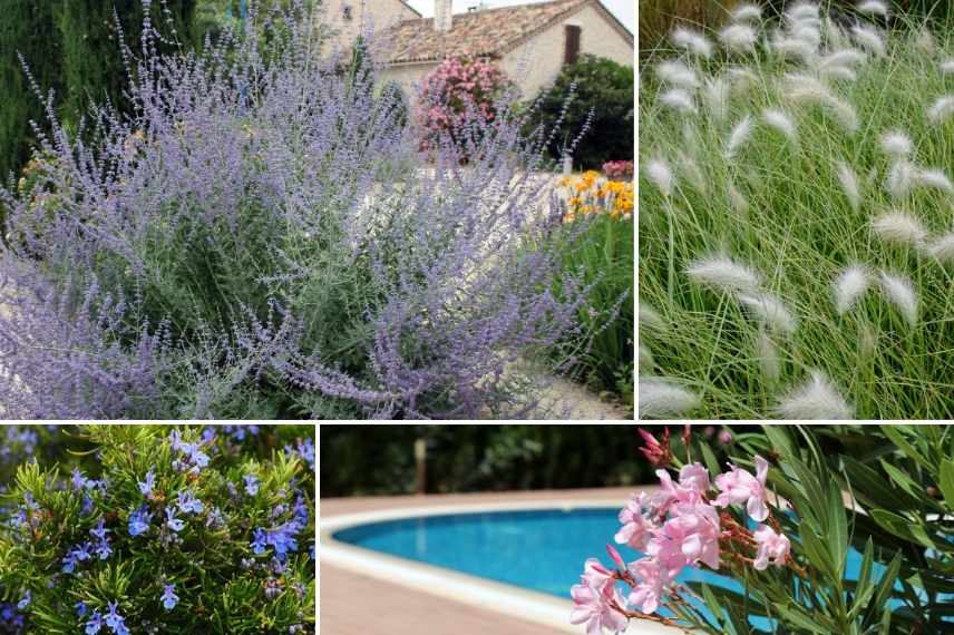 vegetaux plantations pisicine sel
