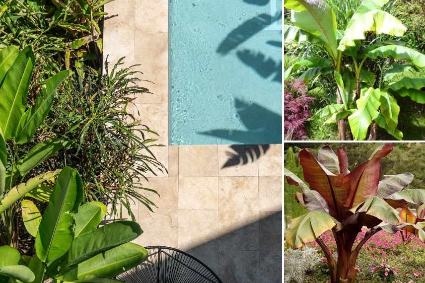 vegetalisation piscine idee