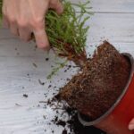 Comment réhydrater la motte d'une plante complètement sèche ?