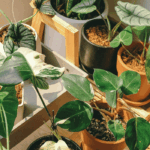 Plantes d’intérieur : 8 erreurs fréquentes à éviter en été