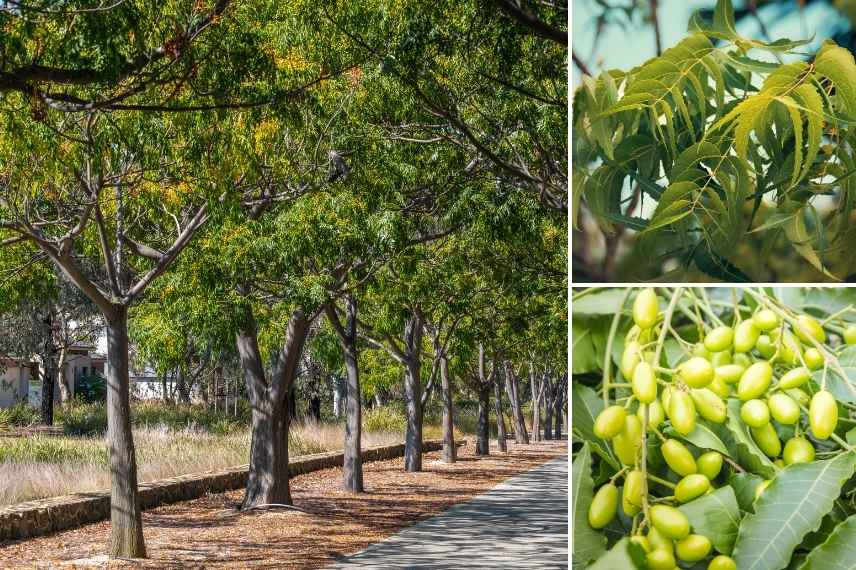 arbre neem
