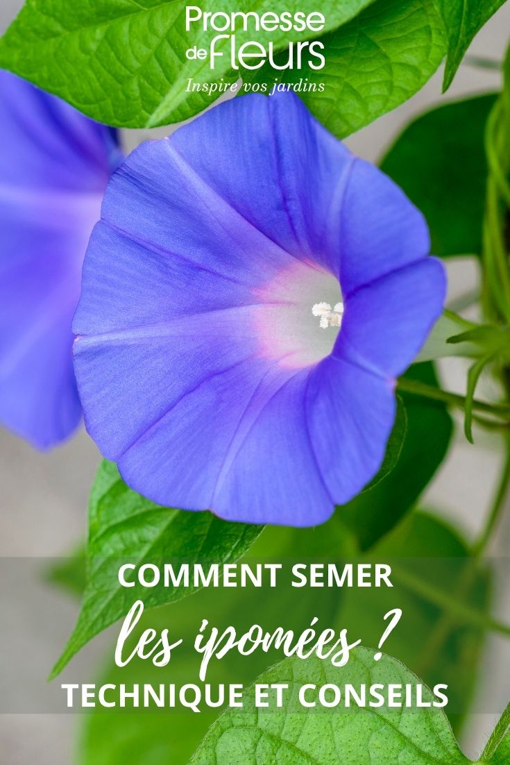 fleur d'ipomée bleue