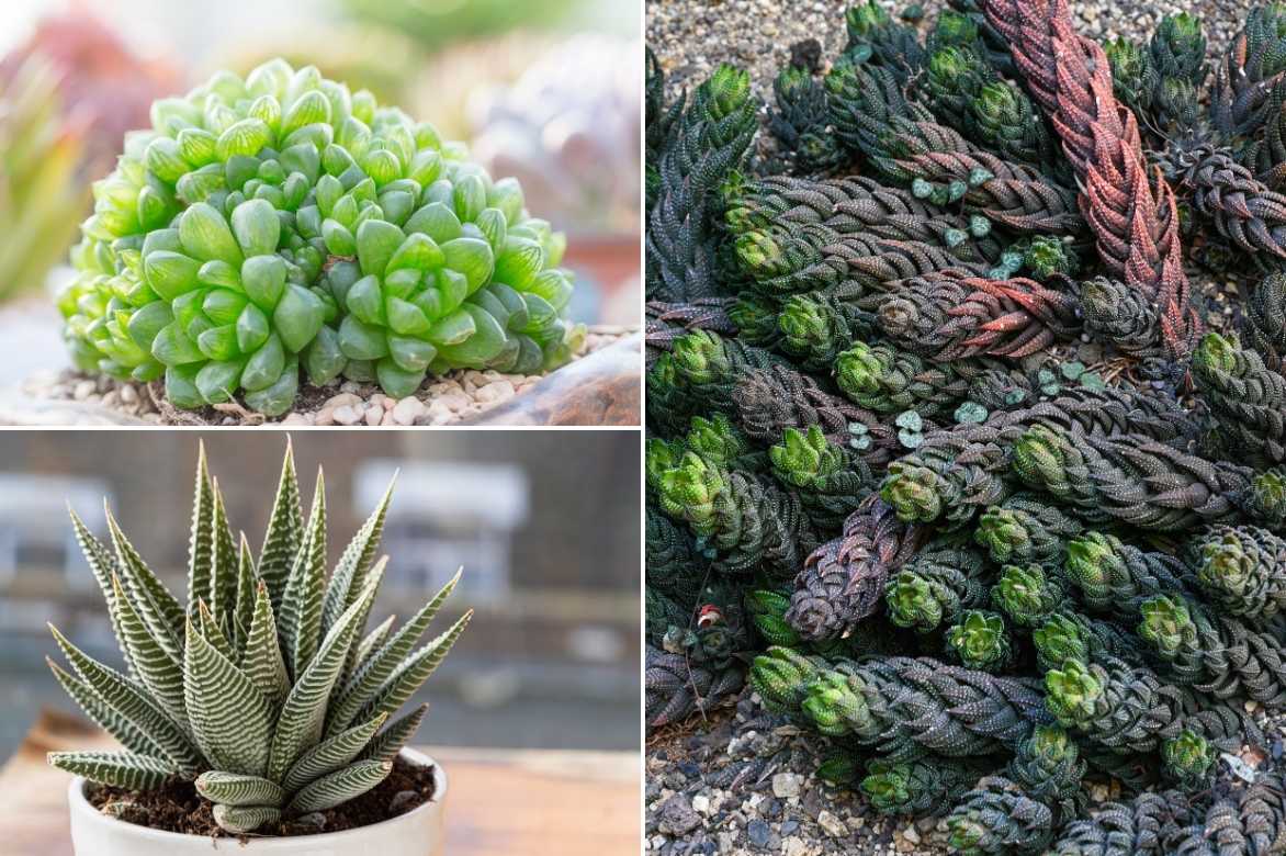 especes Haworthia