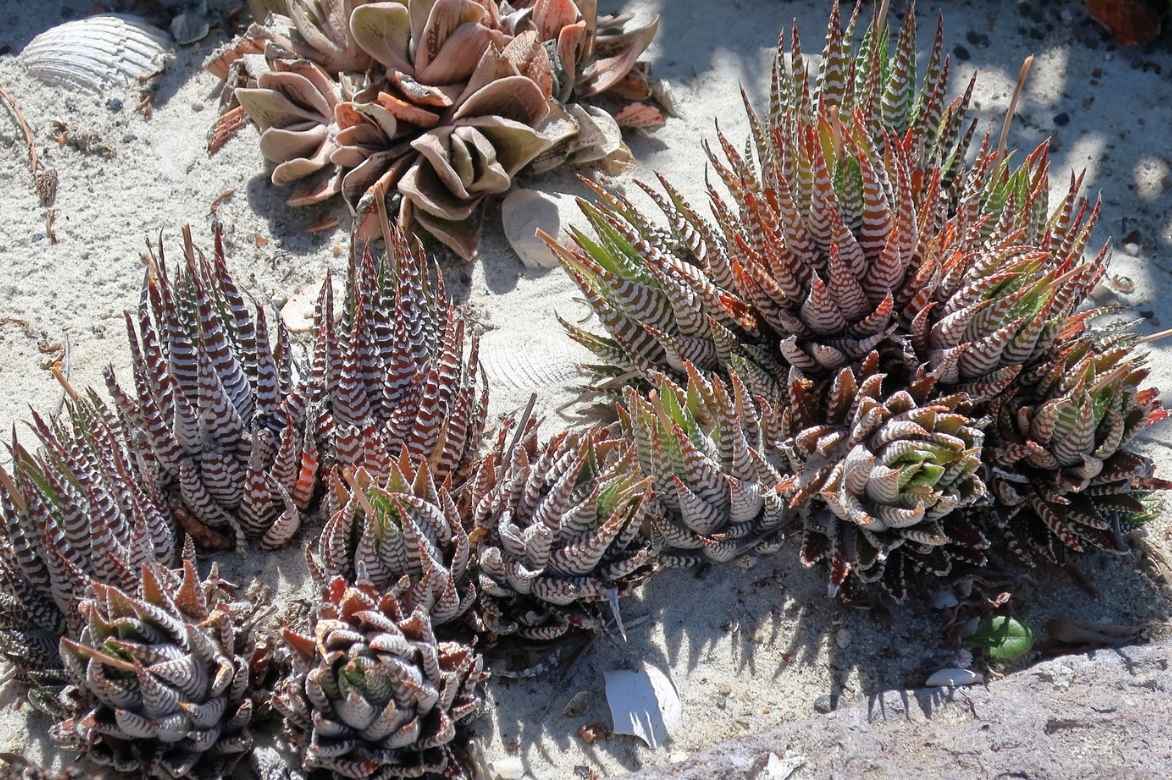 haworthia rocaille