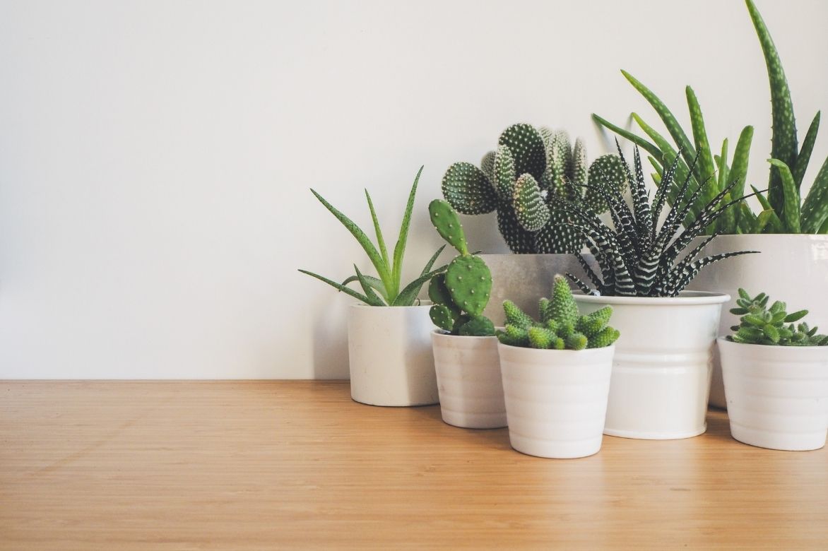 decoration plante interieur haworthia