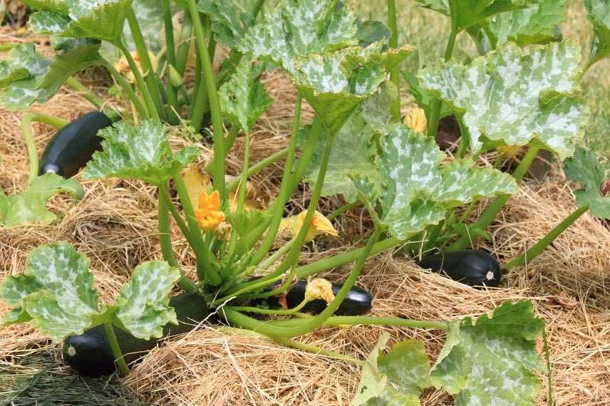 Paillage plants de courgettes au potager
