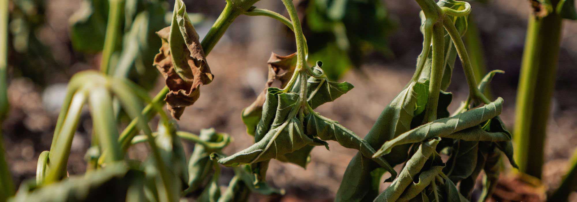 Plantes grillées par la sécheresse : faut-il les remplacer ?