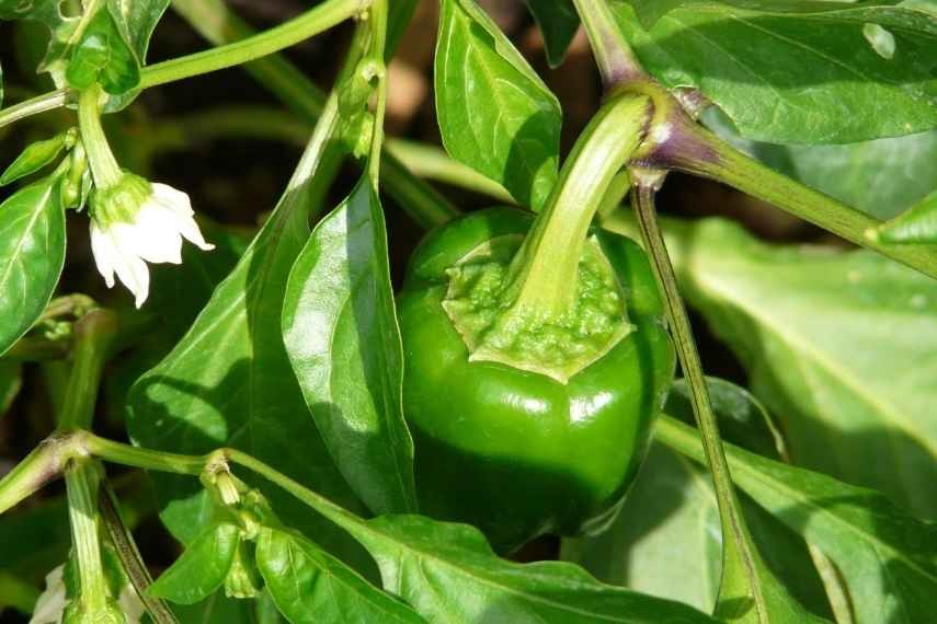 mes poivrons n'ont pas de fleurs. Explications