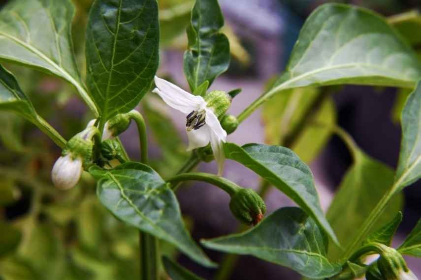 les fleurs de mes poivrons avortent : pourquoi ?