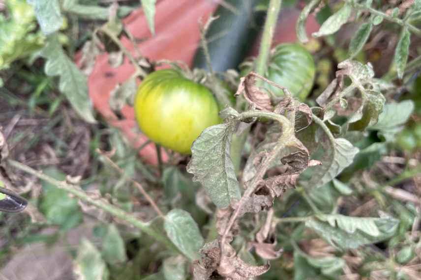 tomates feuillage sec