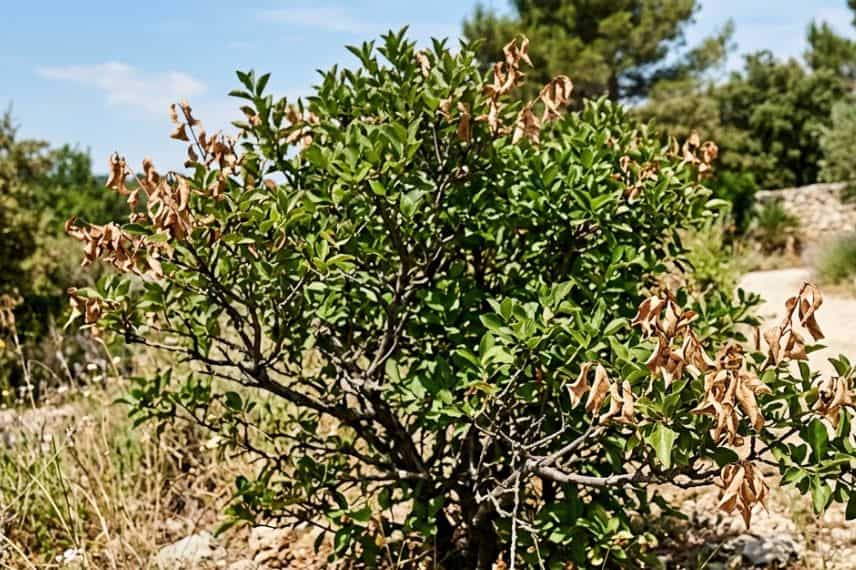Un arbuste avec quelques feuilles sèches en été (amélioré par IA)