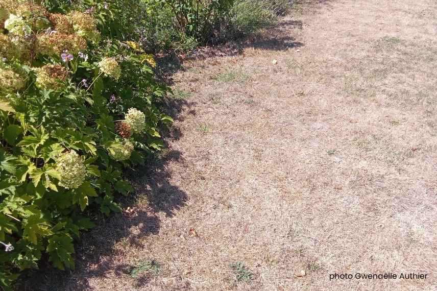 sauver pelouse apres canicule
