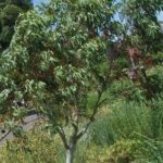 Planter un eucalyptus : où, quand et comment faire ?