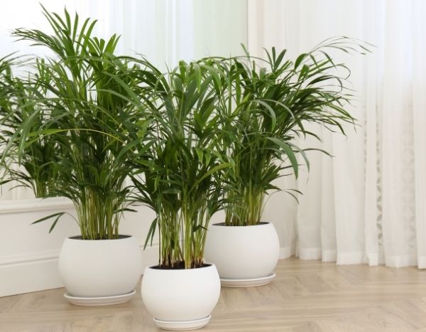 Comment diviser une plante d'intérieur ?