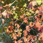 Canicule : faut-il tailler les branches brûlées par le soleil ?
