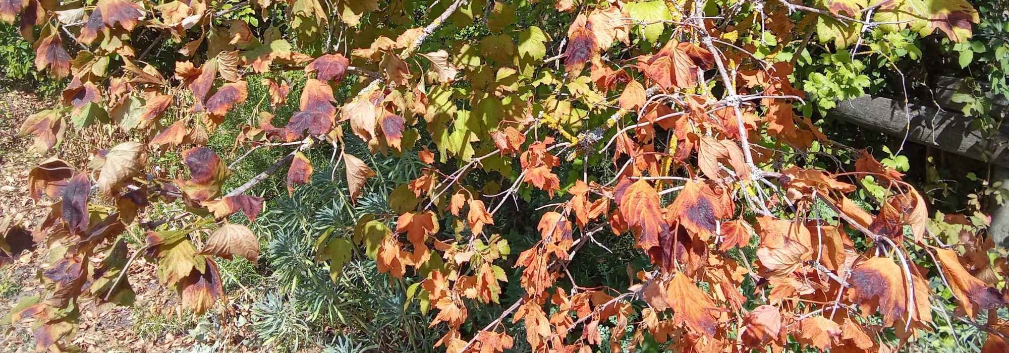 Canicule : faut-il tailler les branches brûlées par le soleil ?