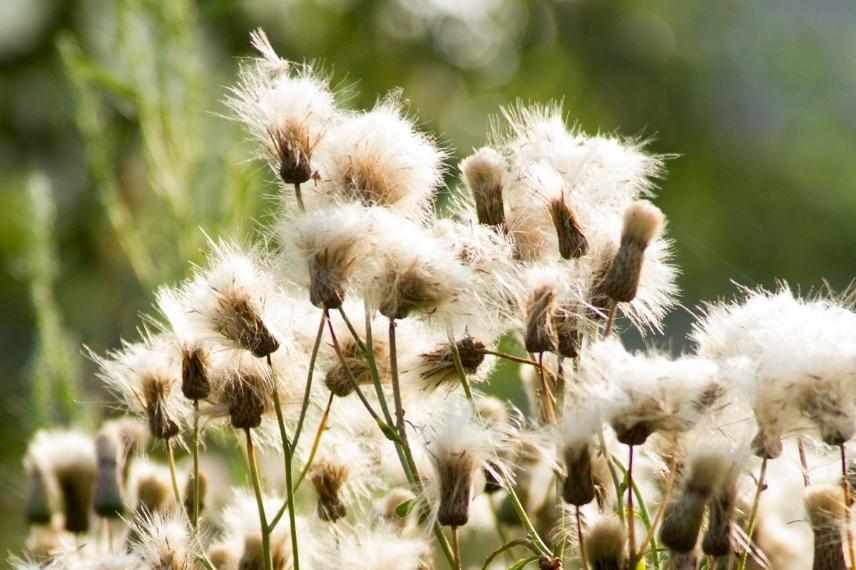 mauvaises herbes envahissent gazon en ete