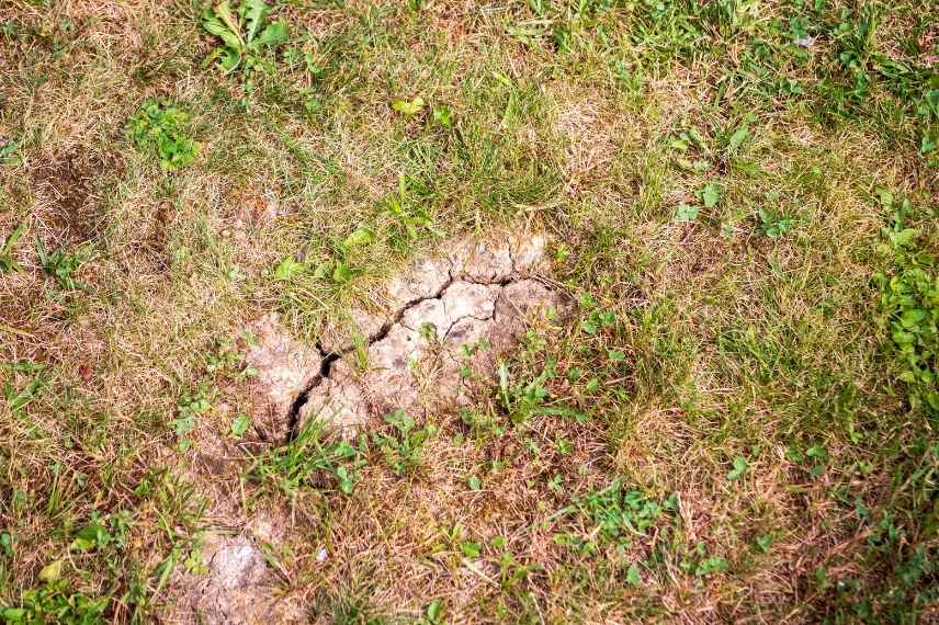 sauver une pelouse apres canicules secheresse