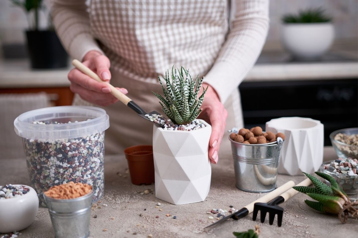 planter un haworthia