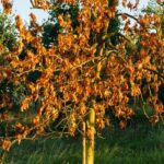 Comment savoir si une plante a survécu à la canicule ?