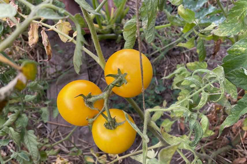 tomates jaunes