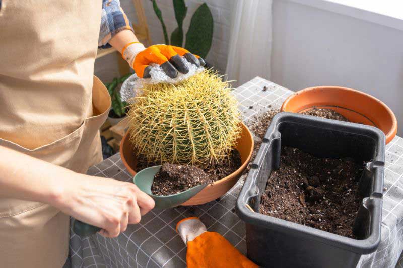 Le rempotage d'un Coussin de belle-mère, Echinocactus