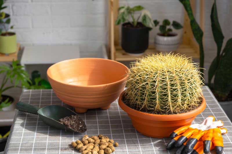 Le rempotage de l'Echinocactus : matériel nécessaire