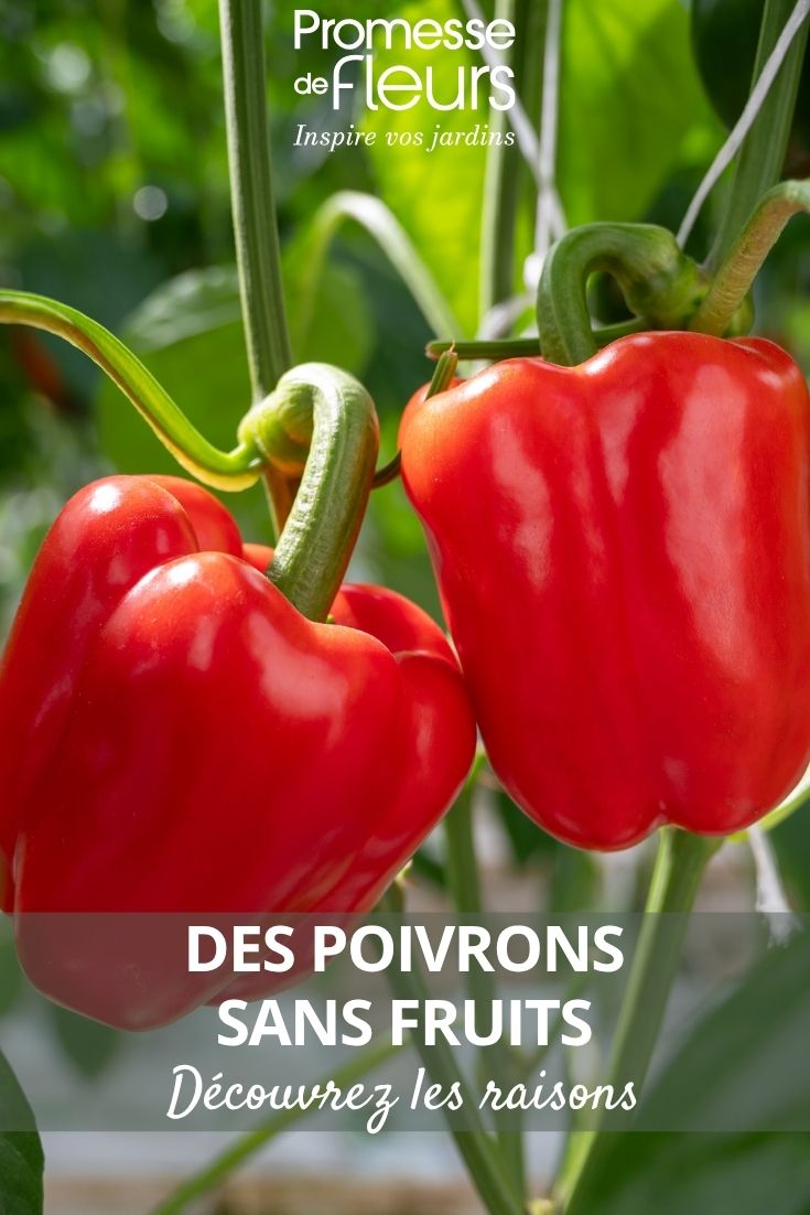 des pieds de poivrons