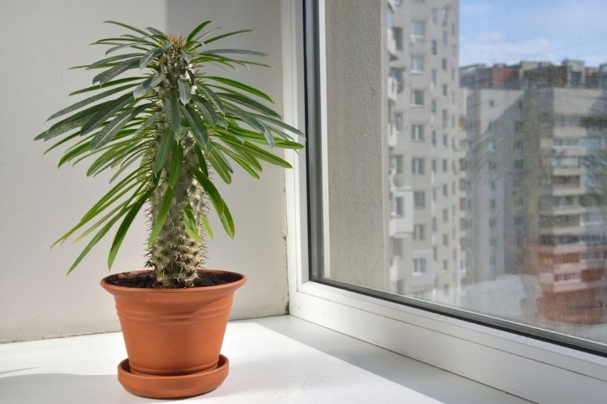 palmier madagascar en automne