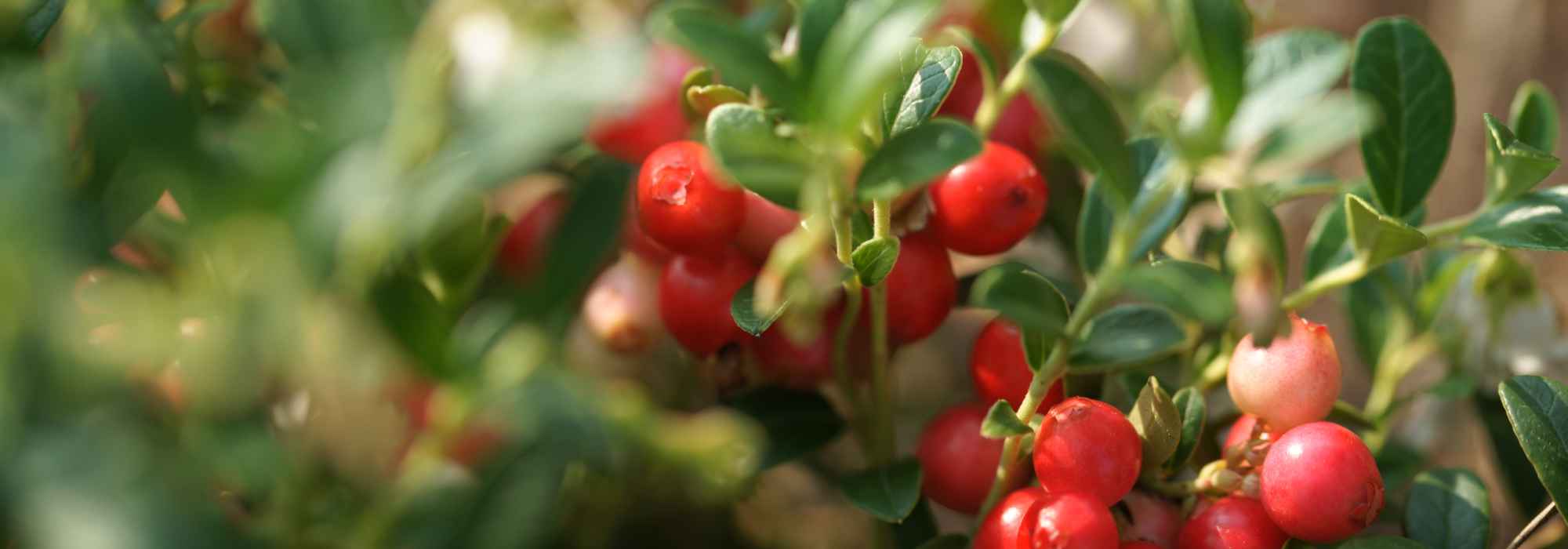 Quels petits fruits récolter en automne ?