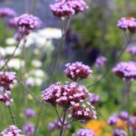 Comment tailler une verveine ?