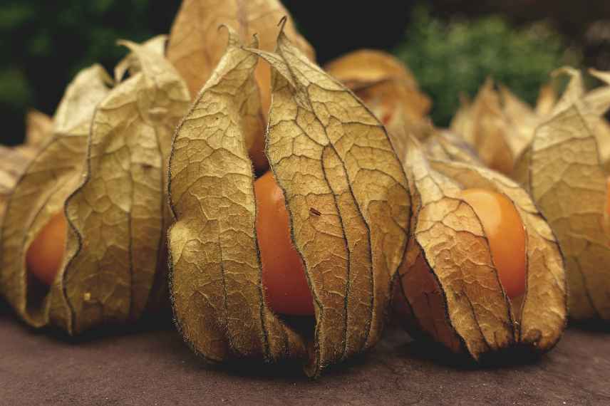 fruits d'automne physalis