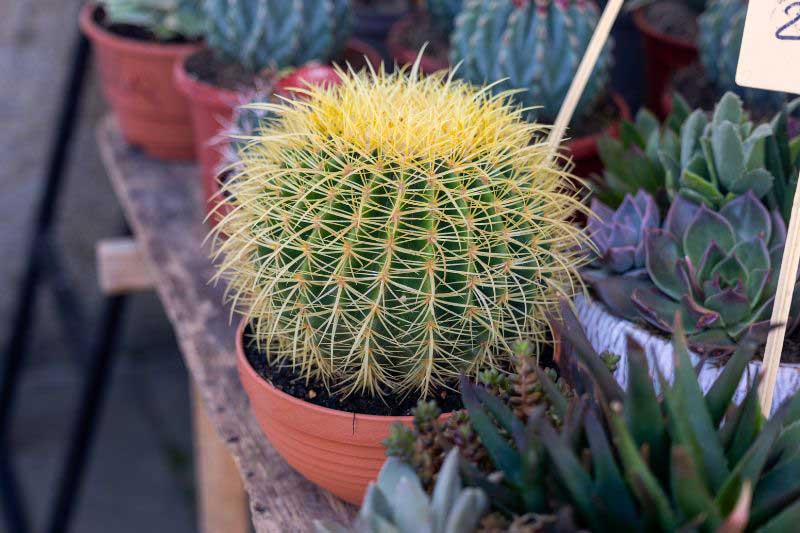 Echinocactus grusonii, Coussin de belle-mère
