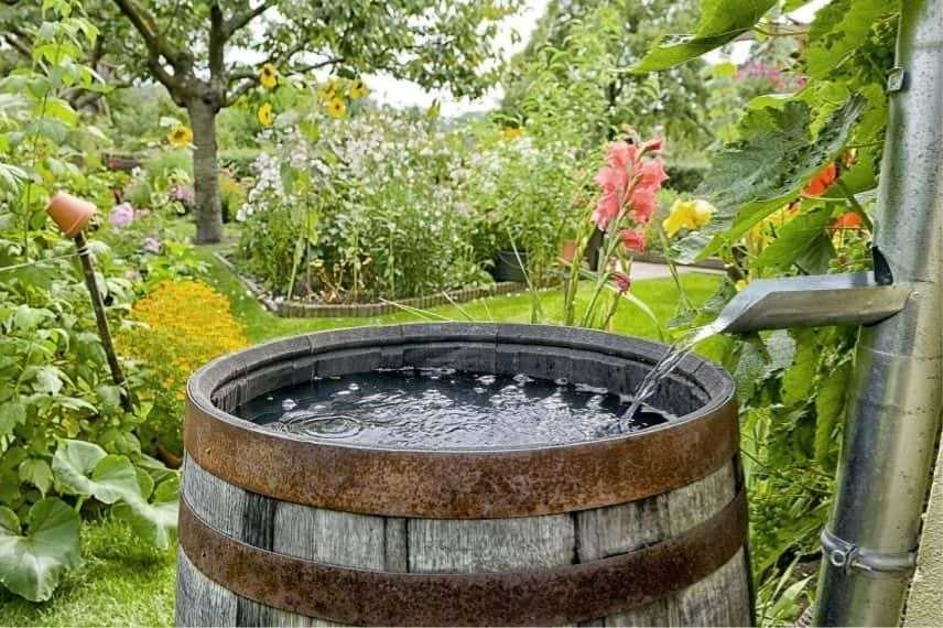 récupérateur d'eau potager